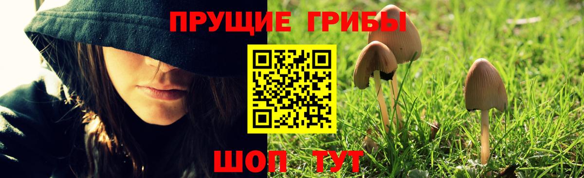 Псилоцибиновые грибы мицелий Новороссийск